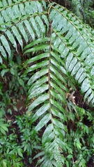 Gymnosphaera podophylla