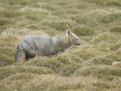 Lycalopex griseus