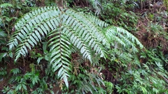 Gymnosphaera podophylla