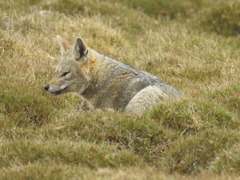 Lycalopex griseus