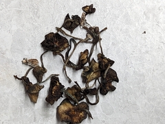 Psilocybe