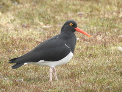 Haematopus leucopodus
