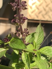 Ocimum