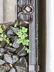 Geranium robertianum