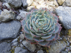 Echeveria