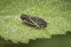 Obtusana
