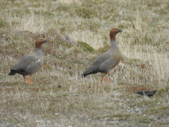 Chloephaga rubidiceps