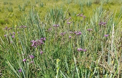 Vernonia echioides