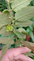 Cestrum tomentosum