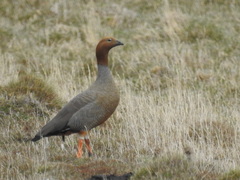 Chloephaga rubidiceps