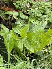Saponaria officinalis