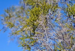 Calytrix exstipulata