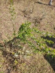 Condalia velutina