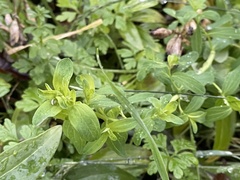 Saponaria officinalis