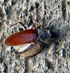 Diploptera punctata