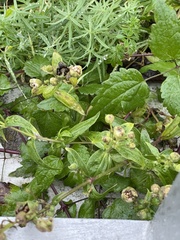 Saponaria officinalis