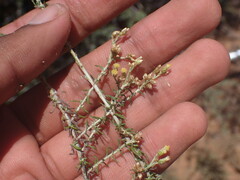 Helichrysum rosum