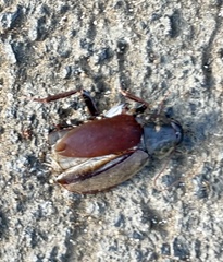 Diploptera punctata