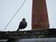 Cinclodes patagonicus