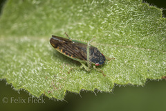 Obtusana