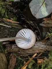 Mycena bulliformis