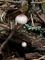 Mycena bulliformis