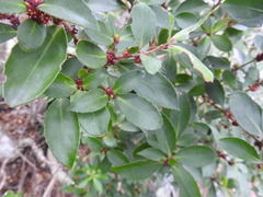 Maytenus magellanica