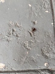 Leptoglossus corculus