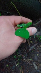 Passiflora bogotensis