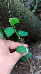 Passiflora bogotensis