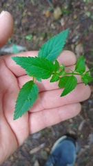Alonsoa meridionalis