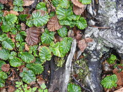 Rubus geoides