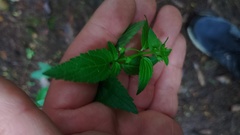 Alonsoa meridionalis