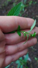 Alonsoa meridionalis