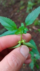Alonsoa meridionalis