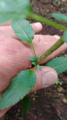 Alonsoa meridionalis