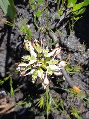 Disa bivalvata
