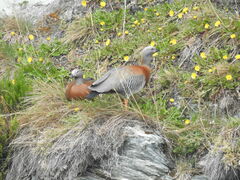 Chloephaga poliocephala