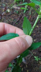 Alonsoa meridionalis