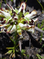Disa bivalvata