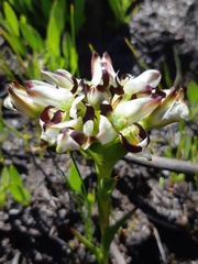 Disa bivalvata