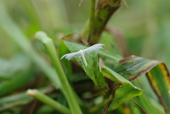 Pterophorus pentadactyla