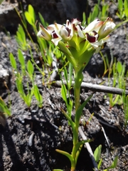 Disa bivalvata