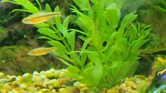 Iotichthys phlegethontis