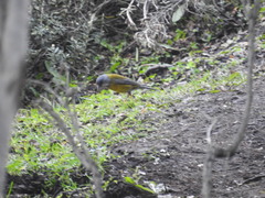 Phrygilus patagonicus