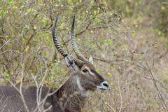 Kobus ellipsiprymnus