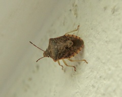 Dendrocoris humeralis
