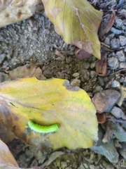 Symphyta
