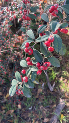 Cotoneaster pannosus