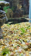 Iotichthys phlegethontis